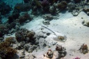 IMG_4237u